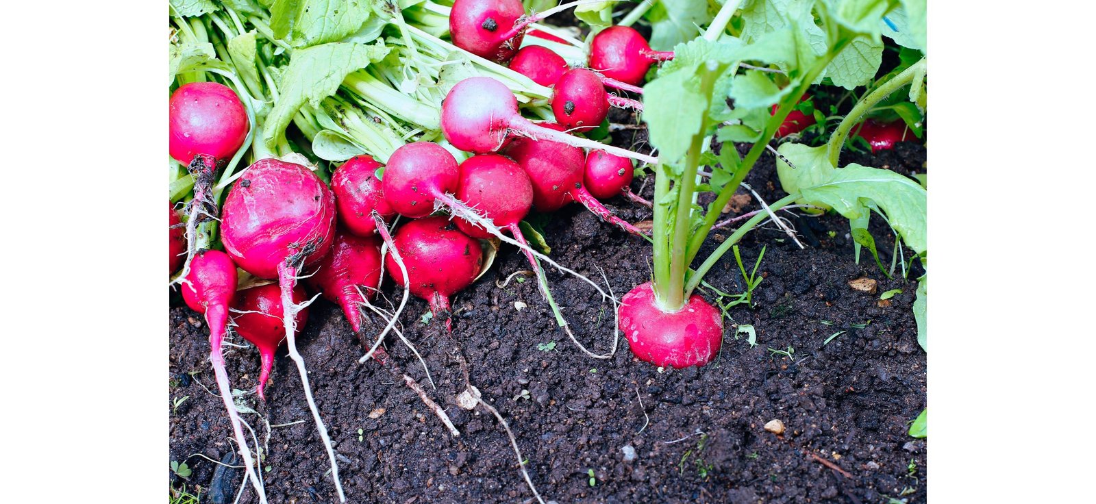 Can Guinea Pigs Have Radishes